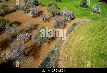 Drohnenantenne von Mandelblüten und Olivenbäumen auf dem Ackerland. Frühling in der Natur im Freien. Stockfoto