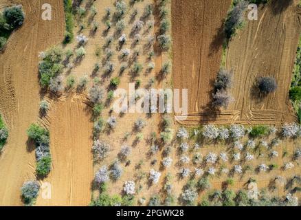 Drohnenantenne von Mandelblüten und Olivenbäumen auf dem Ackerland. Frühling in der Natur im Freien. Stockfoto