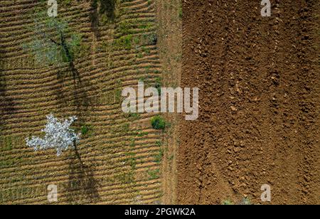 Drohnenantenne von Mandelblüten und Olivenbäumen auf dem Ackerland. Frühling in der Natur im Freien. Stockfoto