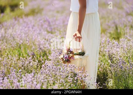 Nahaufnahme einer Frau in wunderschönem weißen Kleid, die einen Korb benutzt, um Lavendel auf dem Feld zu sammeln Stockfoto