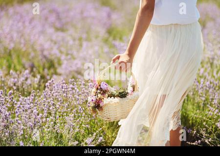 Nahaufnahme einer Frau in wunderschönem weißen Kleid, die einen Korb benutzt, um Lavendel auf dem Feld zu sammeln Stockfoto