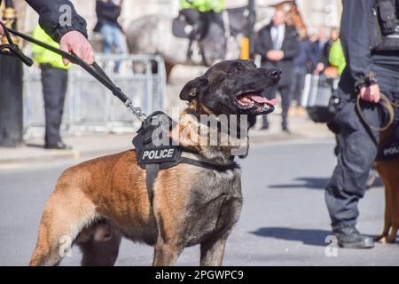 London, Großbritannien. 24. März 2023. Ein Polizeihund wird während der Demonstration außerhalb der Downing Street gesehen. Während des Besuchs des israelischen Ministerpräsidenten in Großbritannien inszenierte eine Menge britischer Israelis einen Protest gegen Benjamin Netanjahu. (Foto: Vuk Valcic/SOPA Images/Sipa USA) Guthaben: SIPA USA/Alamy Live News Stockfoto