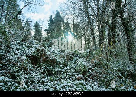 Subtropischer Wald nach einem unerwarteten kurzfristigen Schneefall. Die niedrige Wintersonne bricht durch die Zweige des Waldes und gelbe Blätter Stockfoto