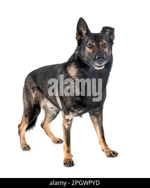 Schäferhund vor weißem Hintergrund Stockfoto