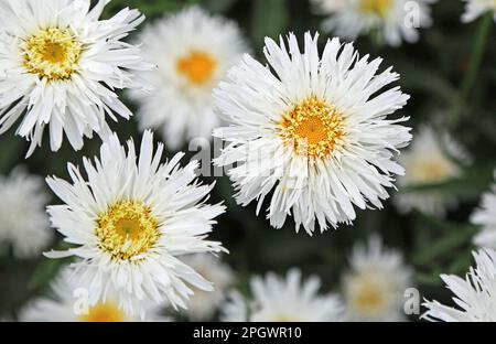 Blumen-Gänseblümchen Stockfoto