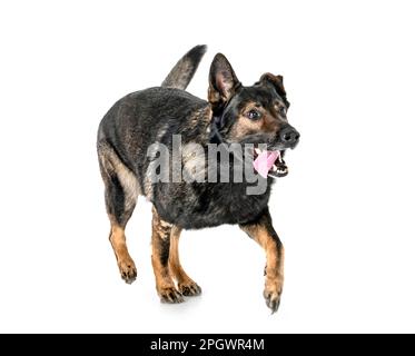 Schäferhund vor weißem Hintergrund Stockfoto
