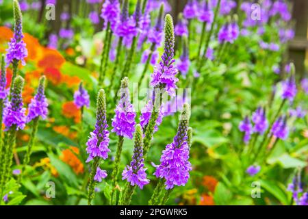 Wilder Blumengarten im Hinterhof -- Eisenkraut (Verbena stricta) in Ludington, Michigan, USA Stockfoto