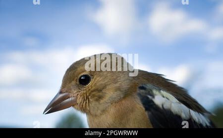 Schaffinch (Fringilla coelebs L.) Porträt gegen den Himmel, weibliche Erwachsene in Zuchthupfer Stockfoto