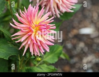 Seitenansicht der rosa gelben Dahlia Stockfoto