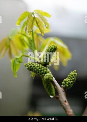 Walnussovarien im Blumenstadium, selektiver Fokus. Junger europäischer Walnussbaum im Frühjahr Stockfoto