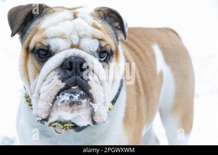 Englischer Bullenhund im Schnee Stockfoto