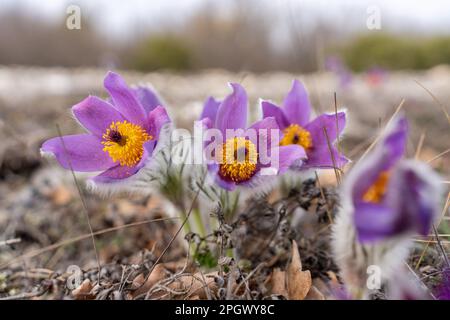 Traumgras Frühlingsblume. Pulsatilla blüht im Frühjahr in Wäldern und Bergen. Lila Pulsatilla Blumen schließen sich im Schnee. Stockfoto