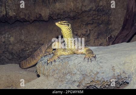 Die Sandglocke (Varanus gouldii) ist eine Art großer australischer Warane, auch bekannt als Gould's Monitor, Sandgürtel oder Rennpferd Gokana. Stockfoto