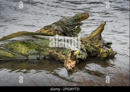 Der alte gefallene Baum lag im Wasser und verrottete und starb Stockfoto