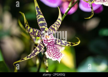 Tanzende Lady Orchid im Fuqua Orchid Center im Atlanta Botanical Garden in Midtown Atlanta, Georgia. (USA) Stockfoto