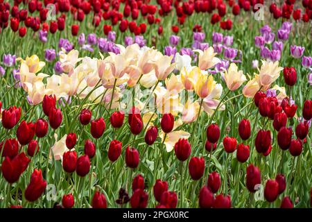 Wunderschöne Tulpen im Frühling im Atlanta Botanical Garden in Midtown Atlanta, Georgia. (USA) Stockfoto