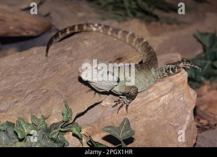 Der australische Wasserdrache (Intellagama lesueurii), der den östlichen Wasserdrachen (Intellagama lesueurii lesueurii ) und das Gippsland-Wasser umfasst Stockfoto