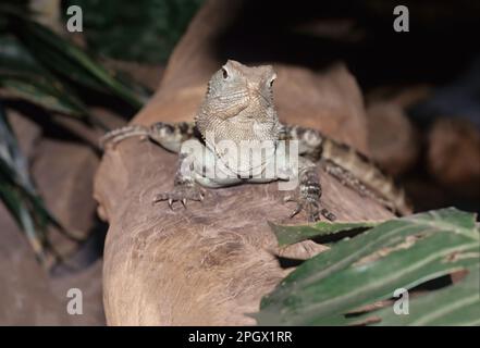 Der australische Wasserdrache (Intellagama lesueurii), der den östlichen Wasserdrachen (Intellagama lesueurii lesueurii ) und das Gippsland-Wasser umfasst Stockfoto