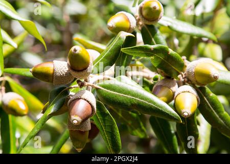 Blätter und Eicheln der Holly Eiche oder Steineiche, Quercus ilex, Familie fagaceae, Italien Stockfoto