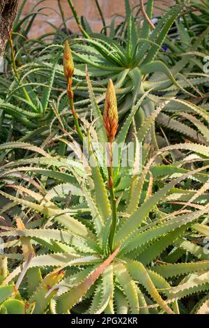 Großer Kaktussaft, vermutlich aus der Familie Aloe Vera, die auf einem Kirchengelände auf dem Ölberg Israel wächst Stockfoto