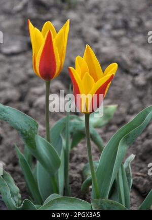Im Frühlingsblumengarten blühende Tulpen (Tulipa kaufmanniana) Stockfoto
