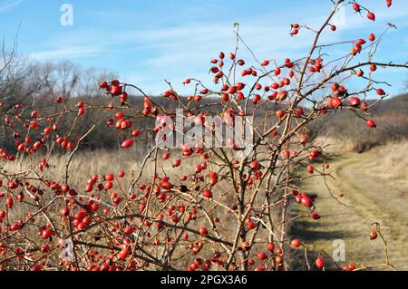Rote Beeren reifen auf dem Zweig eines Hunderosenbusches Stockfoto