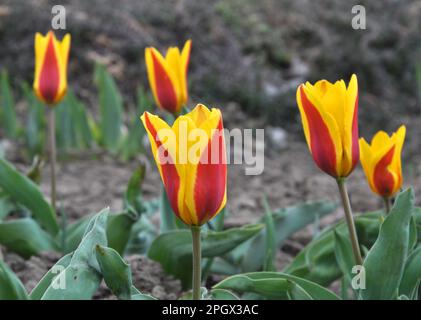 Im Frühlingsblumengarten blühende Tulpen (Tulipa kaufmanniana) Stockfoto