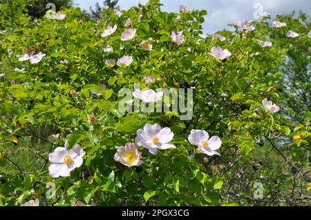 Im Frühling blüht der wilde Rosenbusch Stockfoto