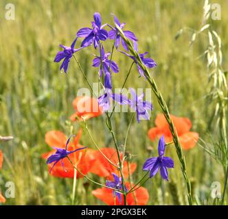 Consolidda regalis blüht auf dem Feld unter den Kulturen Stockfoto