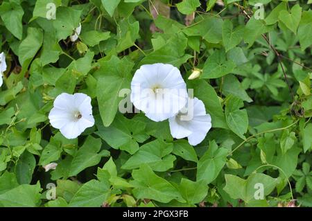 Die Pflanze, die Calystegia sepium bindet, wächst in freier Wildbahn Stockfoto