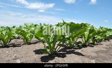 Im Frühling wachsen Zuckerrüben auf dem Feld des Bauern Stockfoto