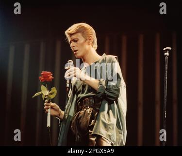 David Bowie mit einer roten Rose im Civic Center in Providence, Rhode Island, USA, 5. Mai 1978. Stockfoto