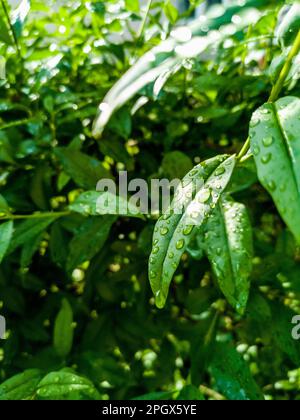 Kleine grüne Blätter kleiner Büsche voller Wassertropfen Morgentau Stockfoto