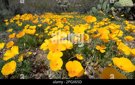 Goldmohn (Eschscholzia californica ssp. mexicana), Saguaro National Park, West Unit, Tucson, Arizona, USA. Frühling 2023 blüht. Stockfoto