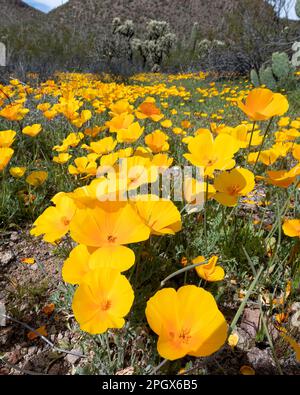 Goldmohn (Eschscholzia californica ssp. mexicana), Saguaro National Park, West Unit, Tucson, Arizona, USA. Frühling 2023 blüht. Stockfoto