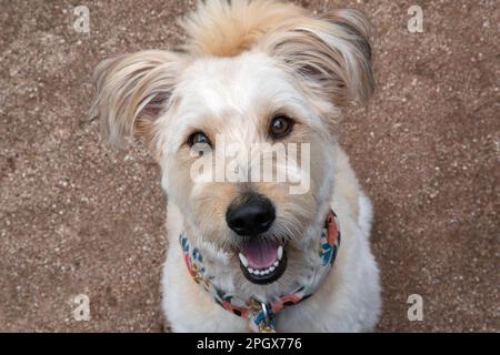 Süßer Hund, Pudelmischung, in die Kamera schauen. Stockfoto