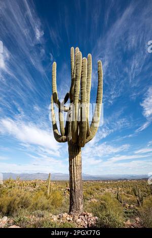 Giant Saguaro (Carnegiea gigantea) gegen Whispy Clouds, McDowell Sonoran Preserve, Scottsdale, Arizona, USA. Stockfoto