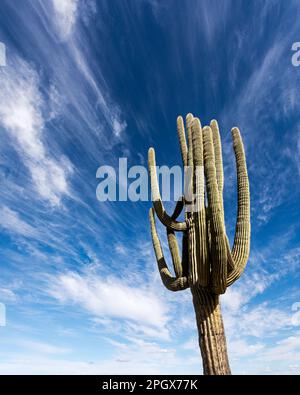 Riesen-Saguaro (Carnegiea gigantea), isoliert vom Himmel, McDowell Sonoran Preserve, Scottsdale, Arizona, USA. Stockfoto