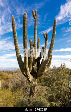 Giant Saguaro (Carnegiea gigantea), McDowell Sonoran Preserve, Scottsdale, Arizona, USA. Stockfoto