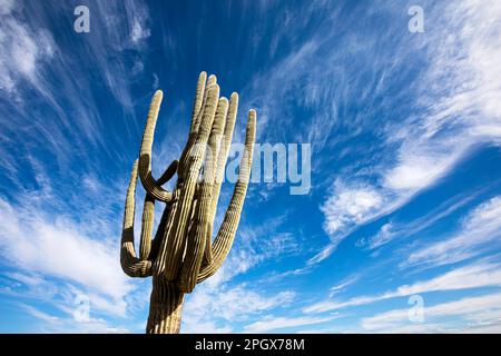 Riesen-Saguaro gegen den Himmel, McDowell Sonoran Preserve, Scottsdale, Arizona, USA. Stockfoto