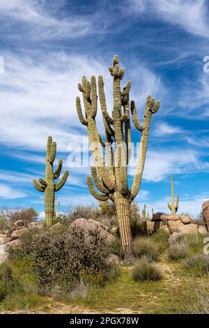 Giant Saguaros (Carnegiea gigantea), McDowell Sonoran Preserve, Scottsdale, Arizona, USA. Stockfoto