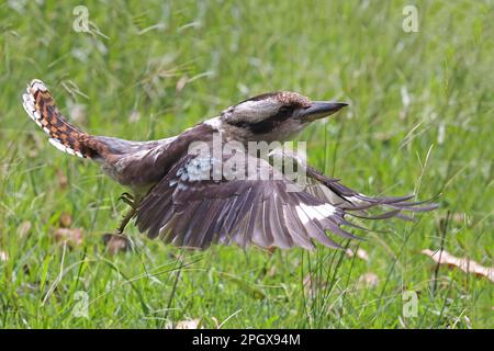 Australisch lachende Kookaburra im Flug Stockfoto