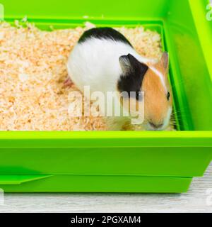 Nahaufnahme eines Meerschweinchens in einer grünen Box. Haustiere. Stockfoto