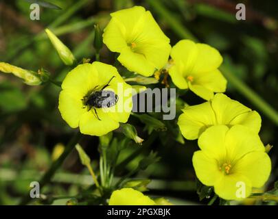 Frühling. Weißer gefleckter Rosenkäfer (oxythyrea) bestäubt Gelben Holzsorrel - Oxalis pes-caprae in voller Blüte. Auch bekannt als gelber Shamrock. Stockfoto