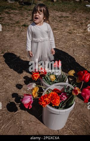 Ein lustiges Mädchen in weißem Kleid steht im Feld mit einem Eimer voller Tulpen Stockfoto