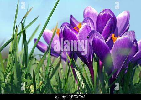 Nahaufnahme Frühlingskrokusse mit ihren orangefarbenen Anthesen, die aus leuchtend lila Blütenblättern in Grashalmen stehen. Februar Sonne, blauer Himmel Stockfoto