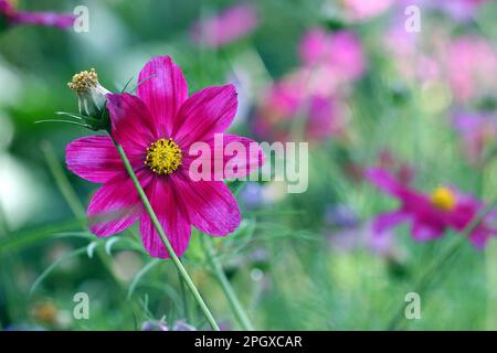 Die magentafarbene Blume des Cosmos (Cosmea bipinnatus Dazzler) steht im Spätsommer noch anmutig an einer belebten englischen Gartengrenze. Stockfoto