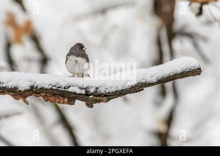 Dunkeläugiger Junco (Snowbird) auf einem verschneiten Ast Stockfoto