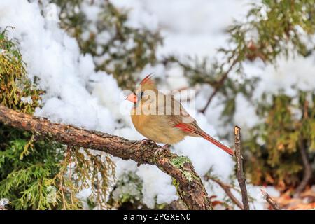 Weiblicher Kardinal (Cardinalis cardinalis) in einem Schneebaum Stockfoto