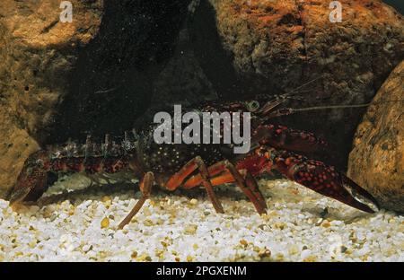 Gambero rosso della Louisiana – Procambarus clarkii. Ecrevisse de Louisiane, Louisiana Flusskrebse, Roter Hummer (Ang) Stockfoto